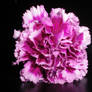 Pink Carnation 2