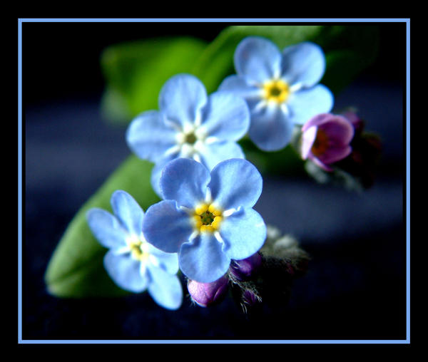 Forget Me Not