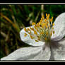 White Flower 2