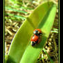 LadyBugss....