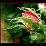 Red Rose Bud....