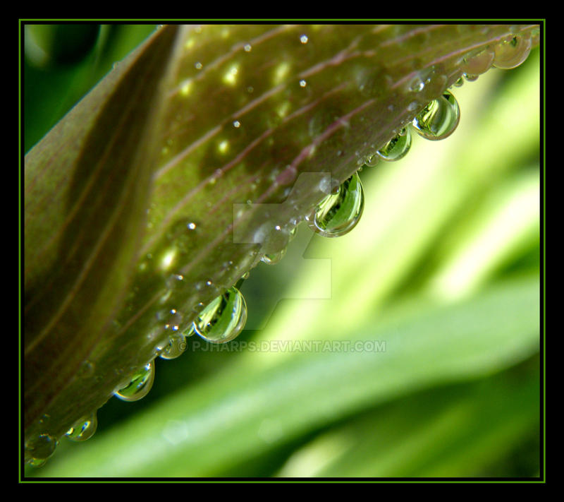 Green Drops....