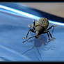 Grrr.........Vine Weevil....