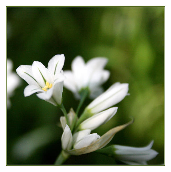 ..::Onion Flowers::..