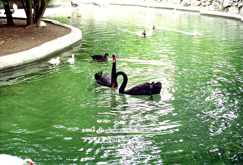 Black Swans, Sunny Morning