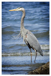 Blue_Heron