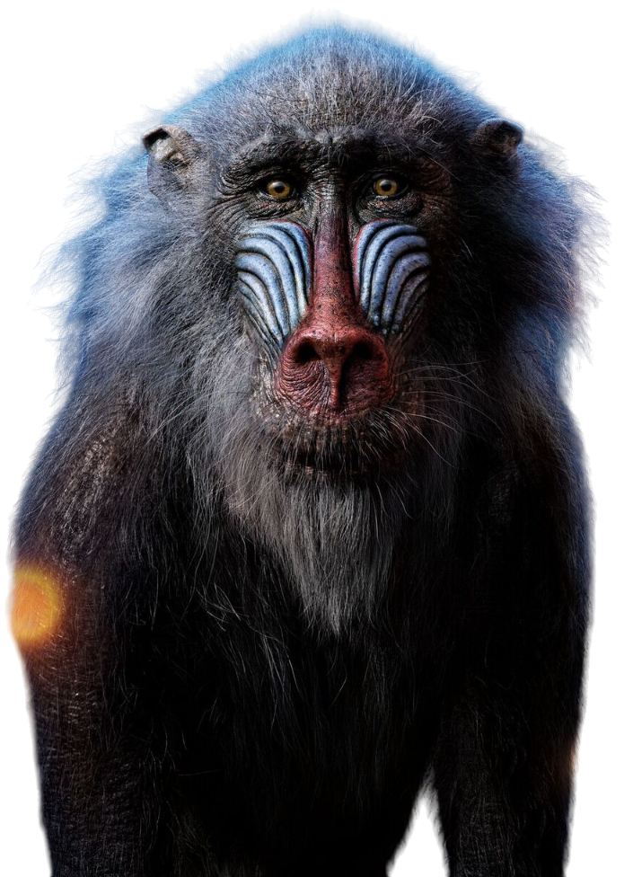 PNG Rafiki - El Rey Leon live action by MikeMoon1990 on DeviantArt