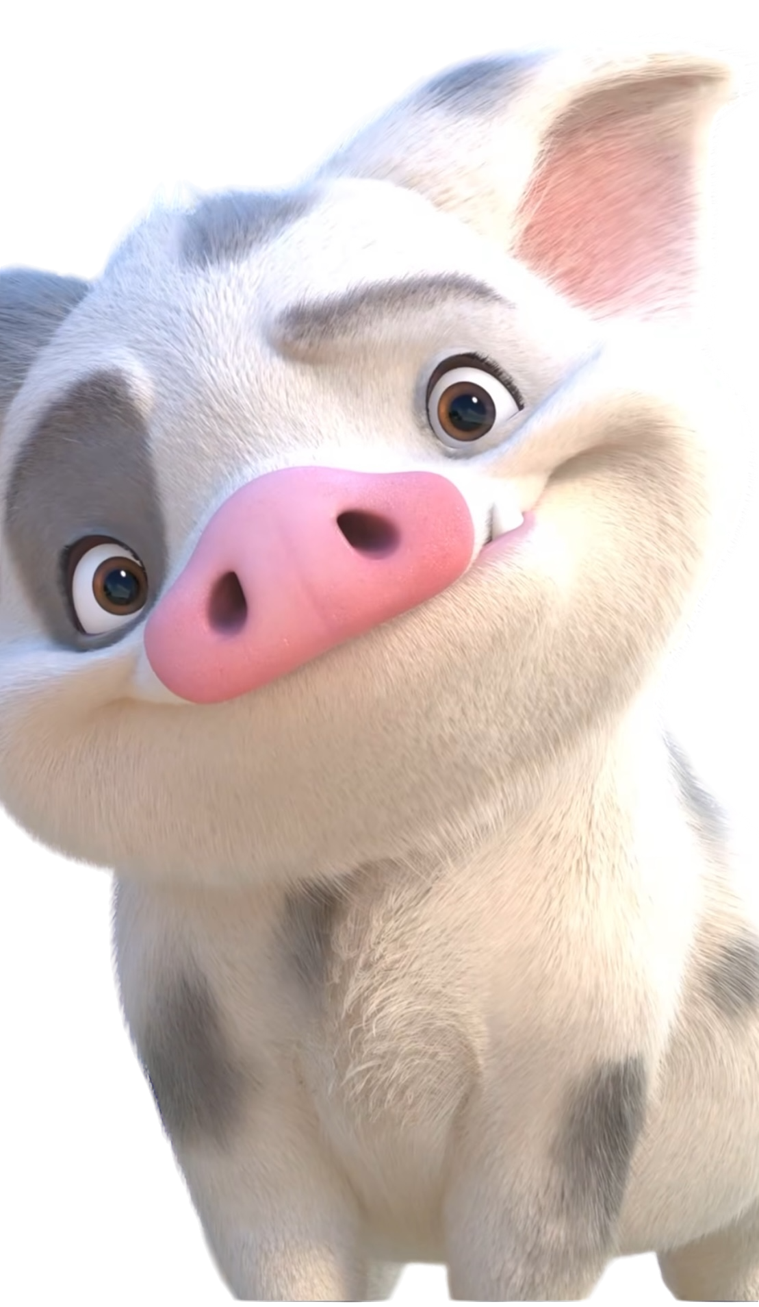 Pua Rota PNG Pua - Vaiana 2 by MikeMoon1990 on DeviantArt