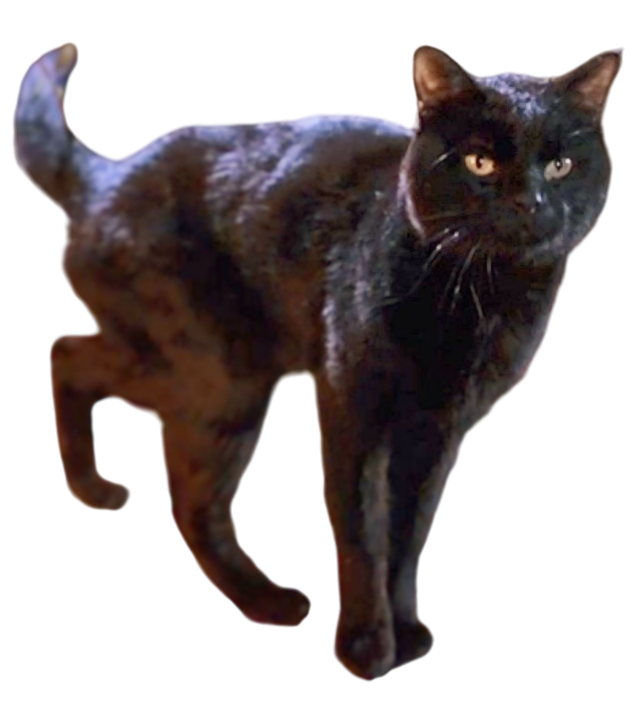 PNG Thackery Binx gato - cat - Hocus pocus by MikeMoon1990 on DeviantArt