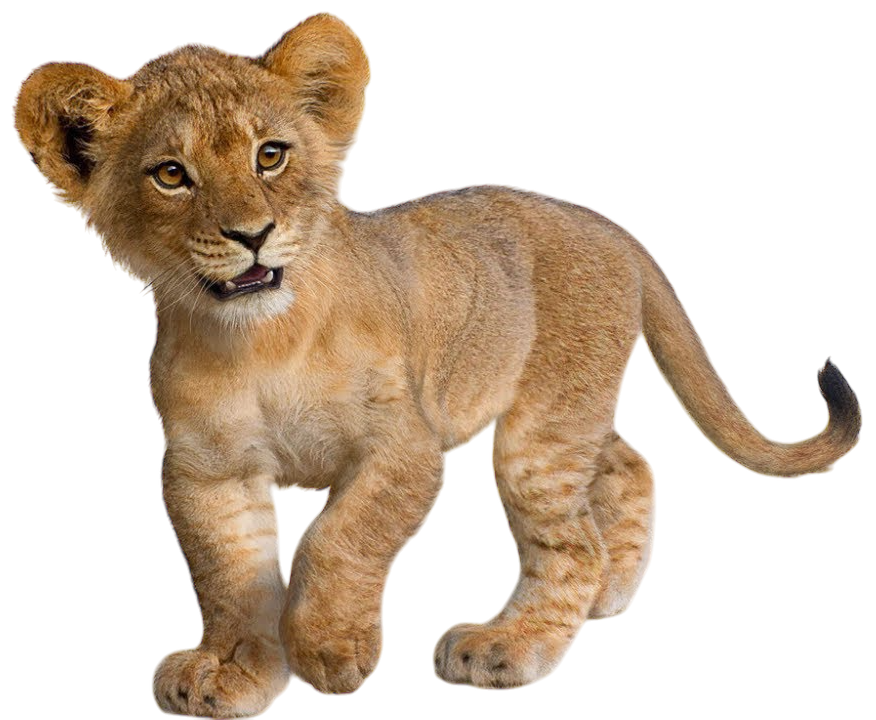 PNG Simba - El Rey Leon Live action by MikeMoon1990 on DeviantArt