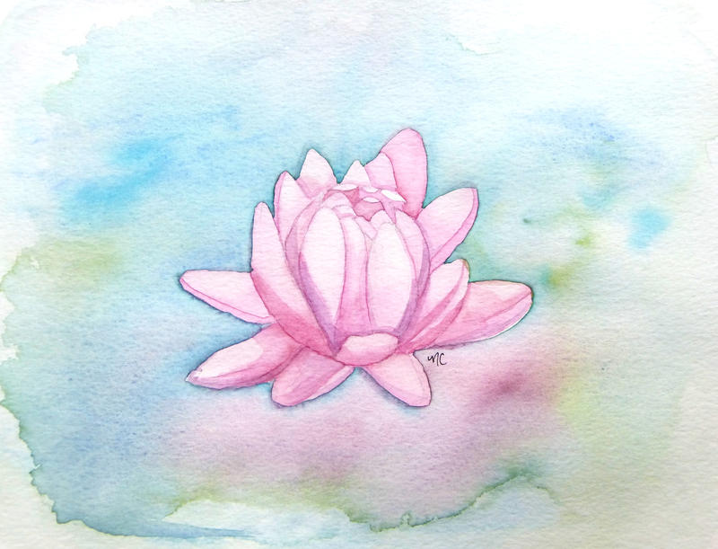 Water Lily