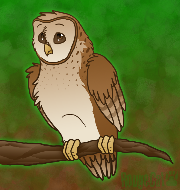 Barn Owl