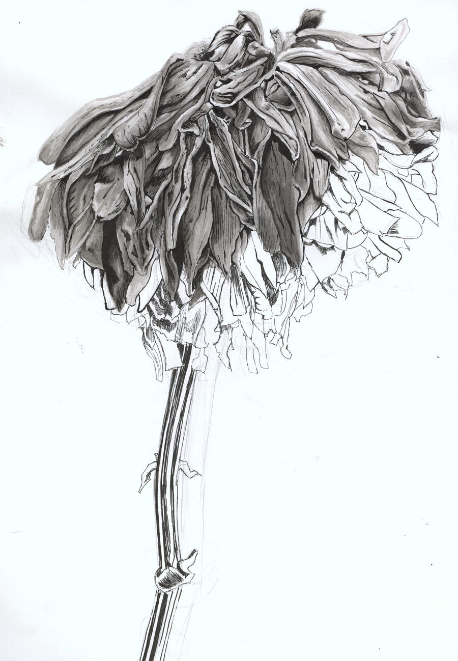 dead flower by whyamibothering on DeviantArt