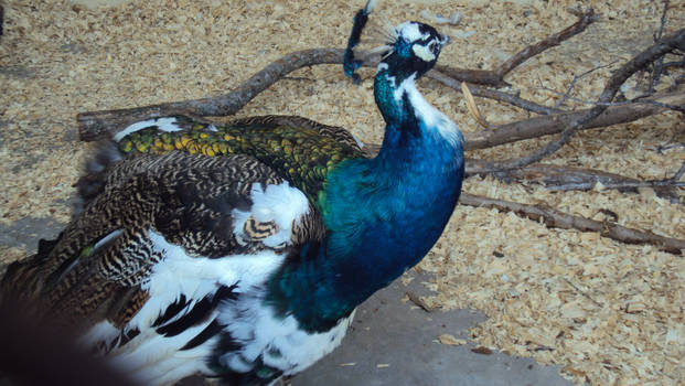 Peacock