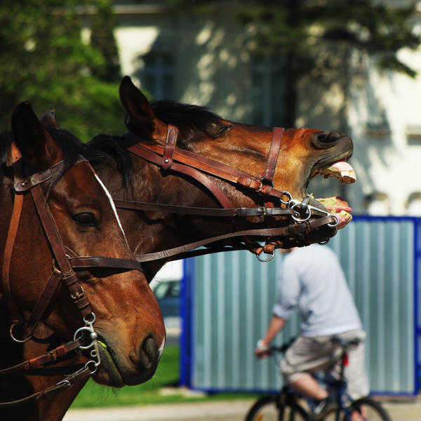 yawning horse