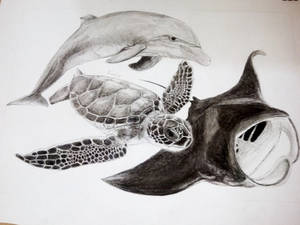 A dolphin, A turtle and a ray.