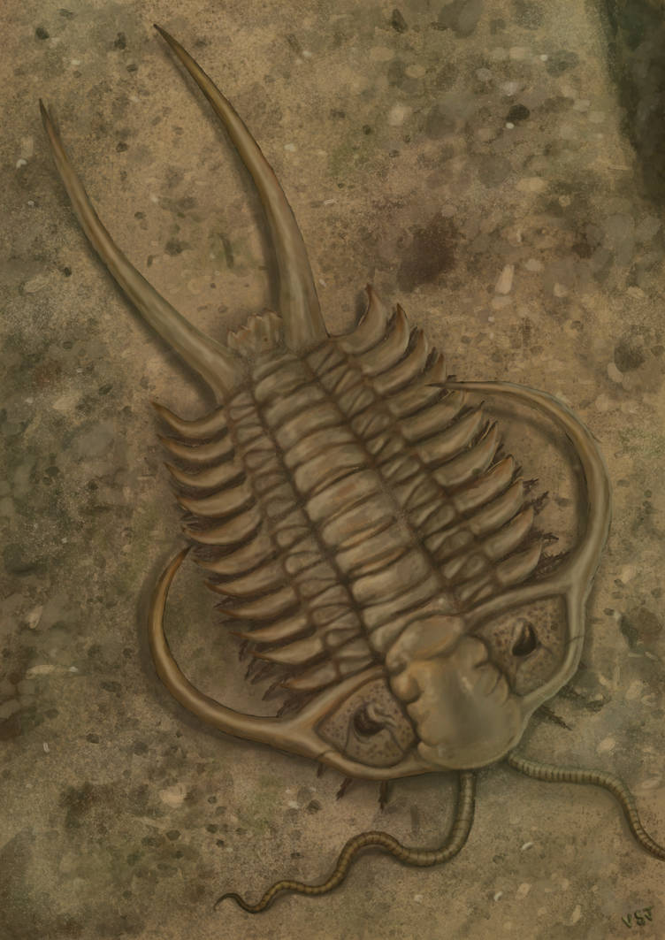 Cheirurus Cheirurus , a Trilobite from Ordovician Period by Siegluck on DeviantArt
