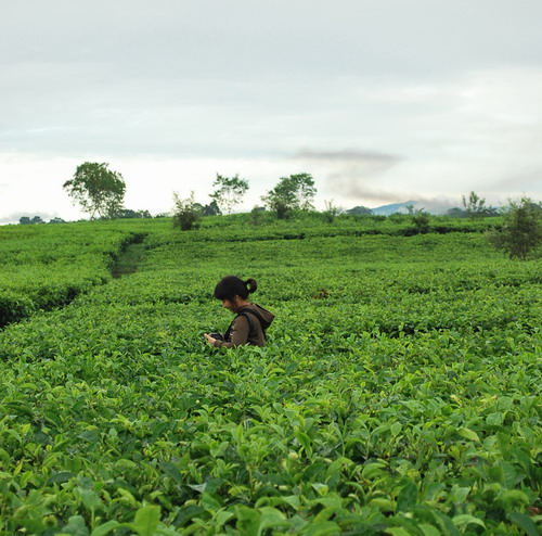 hanya Tapi dan kebun teh