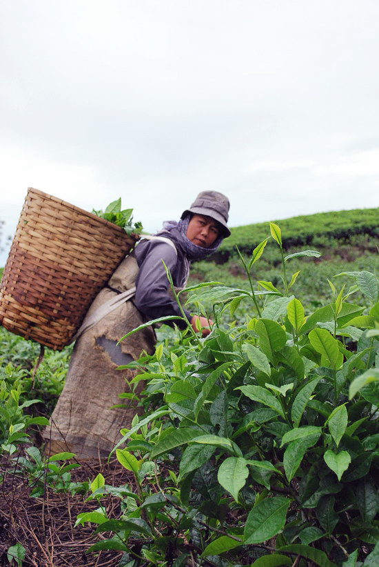 kebun teh dan ibu