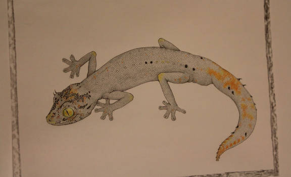 Northern Spiny Tail Gecko