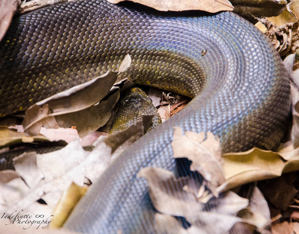 Olive Python 01 by Indefinitefotography on DeviantArt