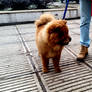 ChowChow Sarajevo