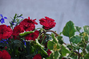 Red Flowers