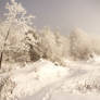 snow over trees