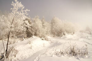 snow over trees