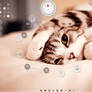 Cat theme desktop