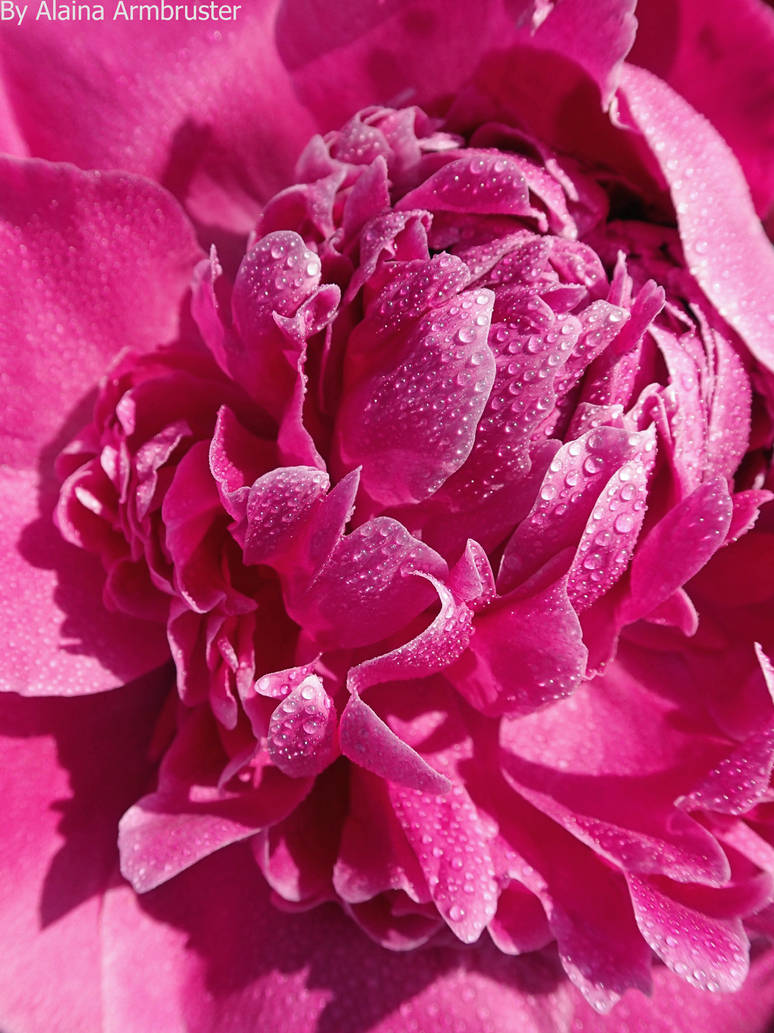 Perfect Pink Peony by AlainaLee