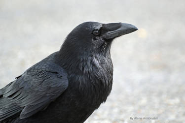 Raven up close