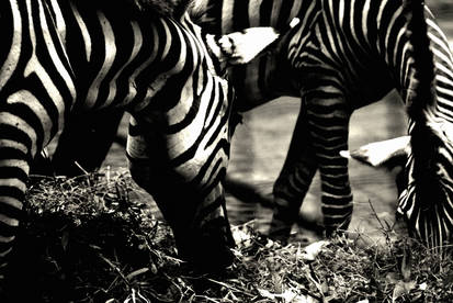 Black and White Stripe Zebra