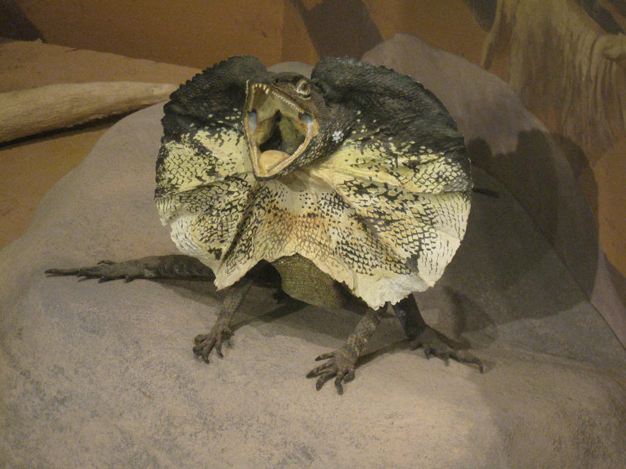Frilled Lizard by Fireborn46 on DeviantArt