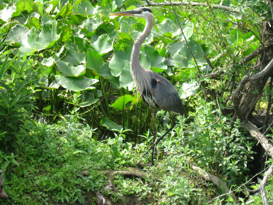 The Great Blue Heron