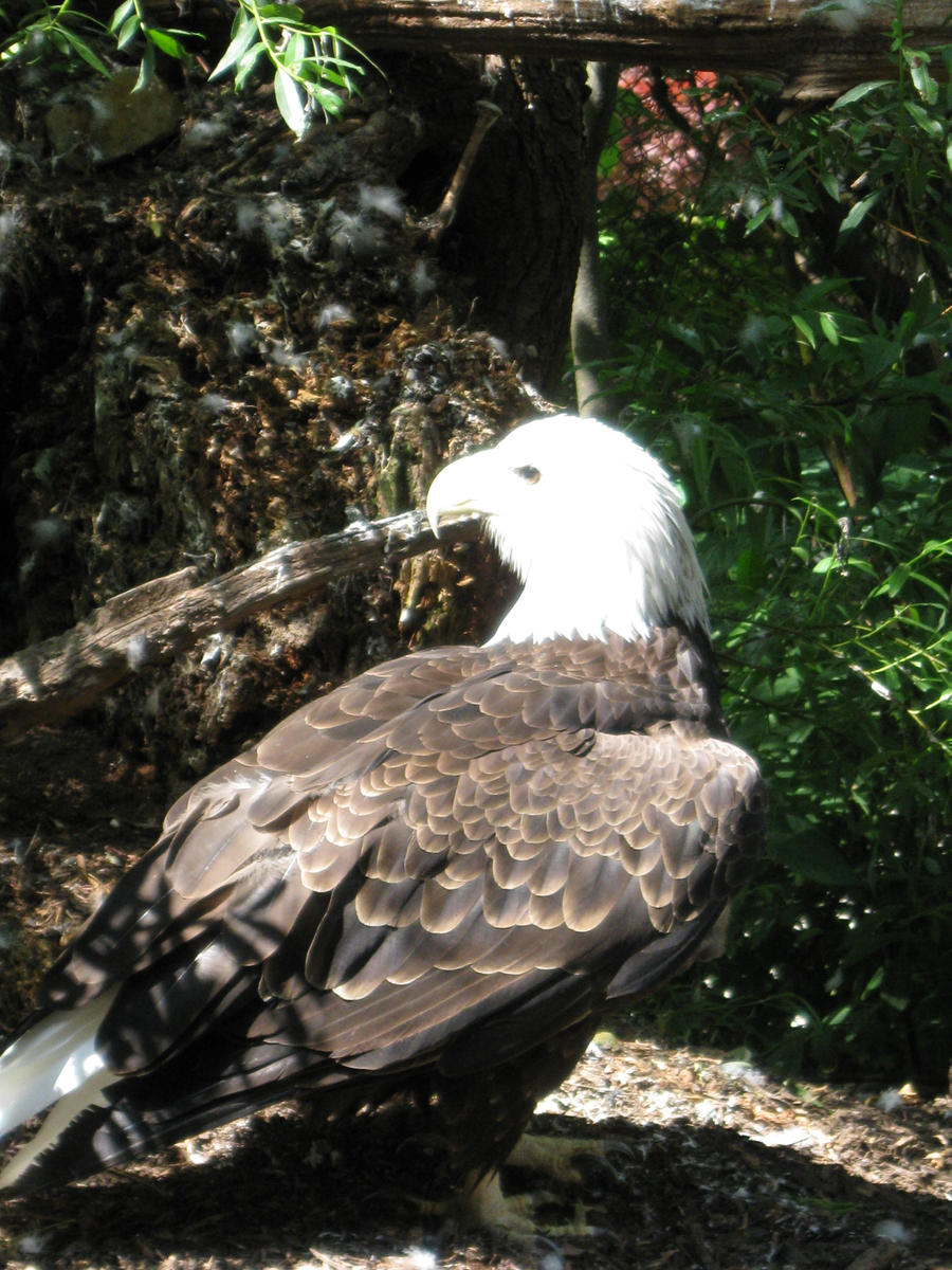 Bald Eagle03