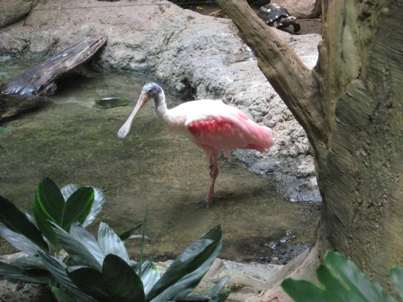 Roseate Spoonbill01