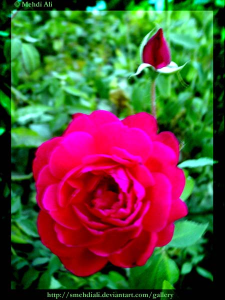 Rose The King OF Flowers.