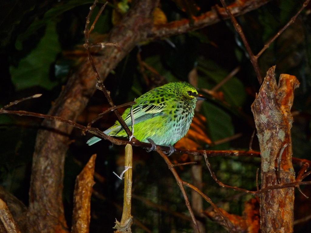 Green? Bird by Javh on DeviantArt