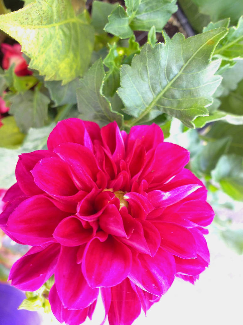 Store Flower Sharp 5/24/14 by LadySnowBook4 on DeviantArt