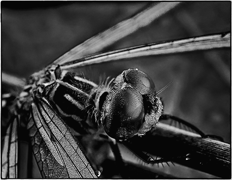 Dragonfly macro