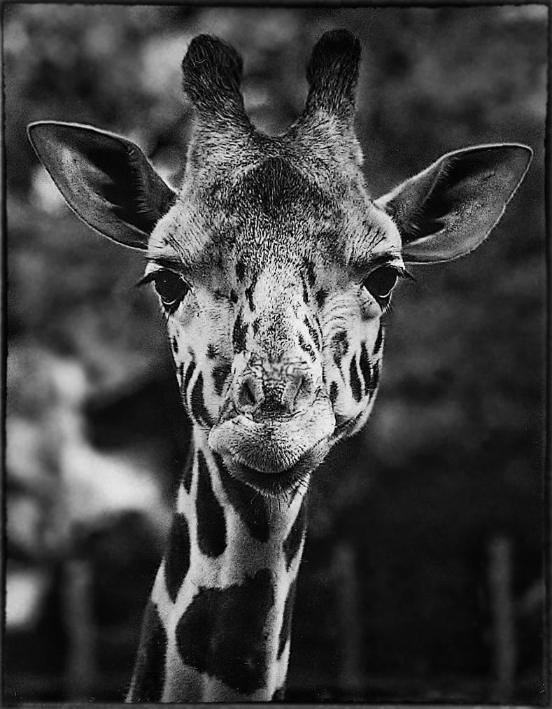 What?? by Senoj on DeviantArt