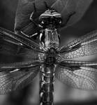 Dragonfly Up Close by Senoj