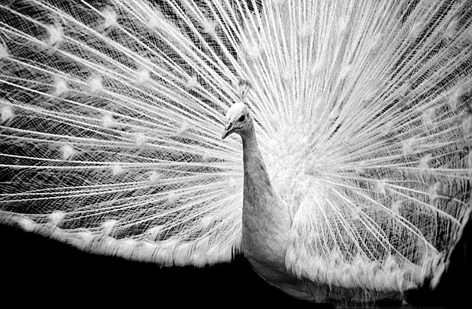 White Peacock