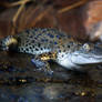 Freshwater Alligator