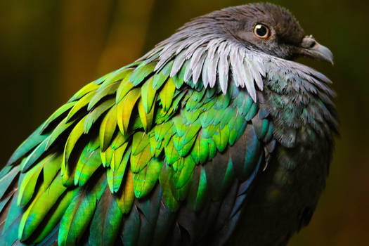 Nicobar Pigeon Floof