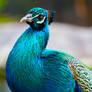 Peacock Colours
