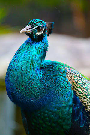 Peacock Colours by cobaltsennheiser