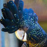 Red-Tailed Black Cockatoo