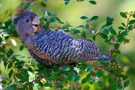 Juvenile Cockatoo